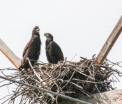 2016 06 11 WildLife MPLS 017